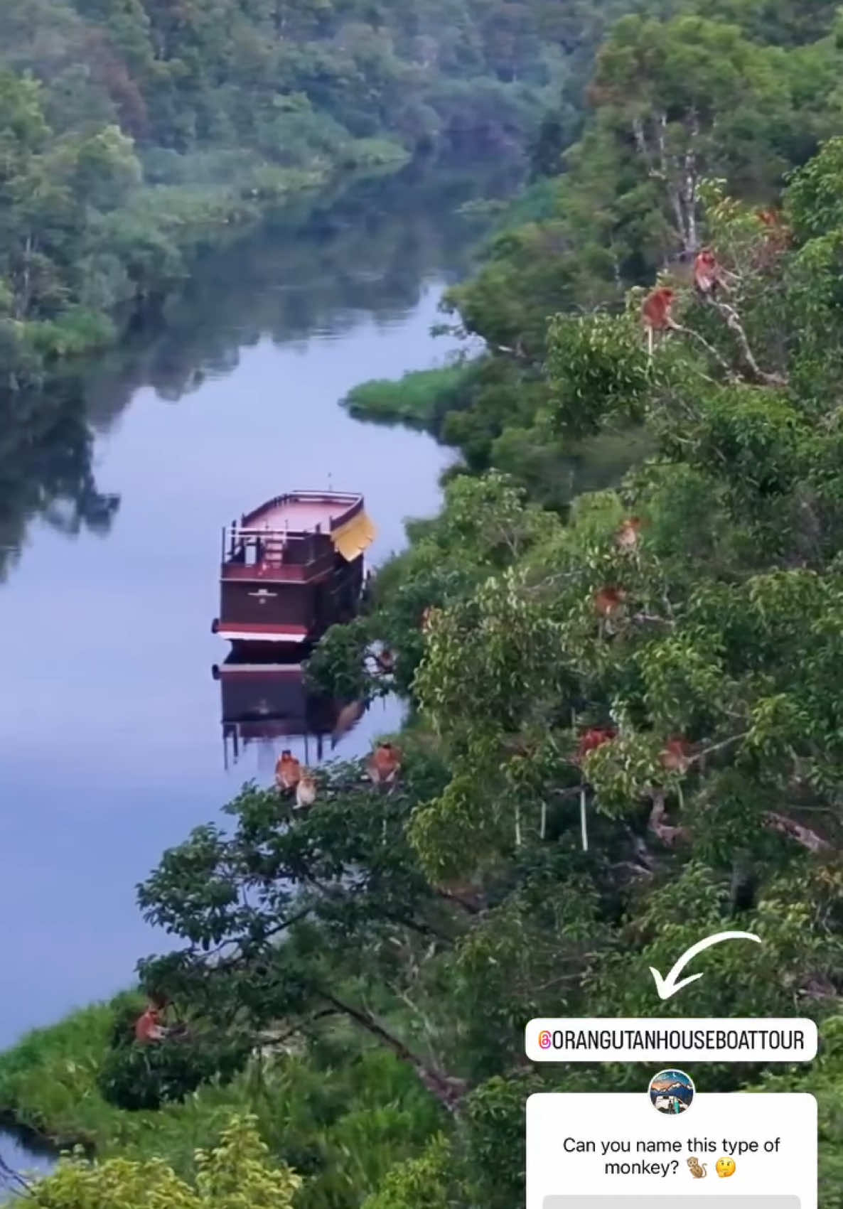 Tanjung Puting National Park #tanjungputing #tamannasional #indonesia #indian #african #safari #indonesia🇮🇩 #tiktoker #tiktokindia #orangutan #bacpacker #dayakkalimantan #destination #pesonaindonesia #tourist #photography #photo #world #bekantan #pariwisata #wisata #wonderfulindonesia #tourist #pesonaindonesia #destination #bekantan #wildlife #travel #tour #instagram #facebook #meta #earth #alam #landscape #fyp #viral #best #boat #traditional #culture #orangutanhouseboattour #traveloka #lonelyplanet #indojunkie #tripadvisorofficial #diindonesiaaja #kumai #pangkalanbun #palangkaraya #jakarta #dki #