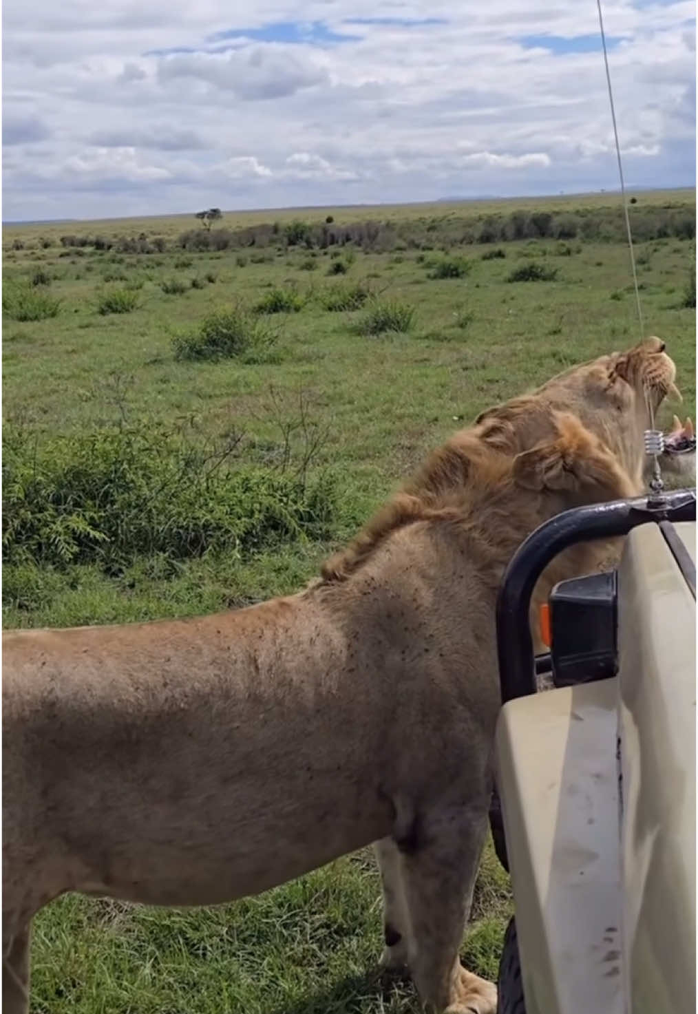 Lion performs a flehmen grimace by a safari vehicle. 🥰🦁 #wildlife #nature #africanwildlife #elleafricasafaris #elleafricasafari #gamedrive #safari #lion #