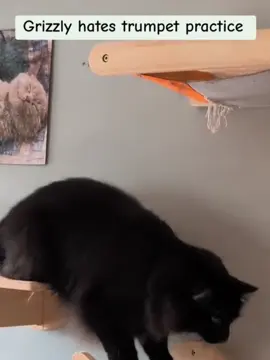 Cat scared by sound effects#tiktok #foryour #fyp #cat #catsoftiktok #cats #funnyvideo 