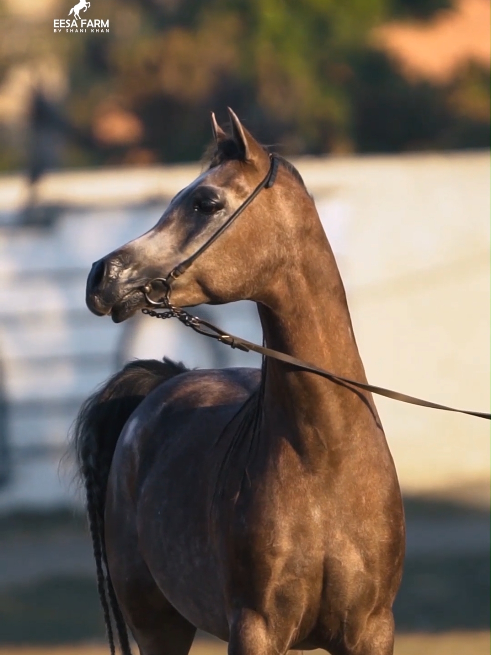 Pure Elegance 🐎🐴🤎 #sardarshanikhan #rareaesthetic #horsetok #arabianhorse #ArabTikTok #elegance #esthetician #fypシ #dxb 