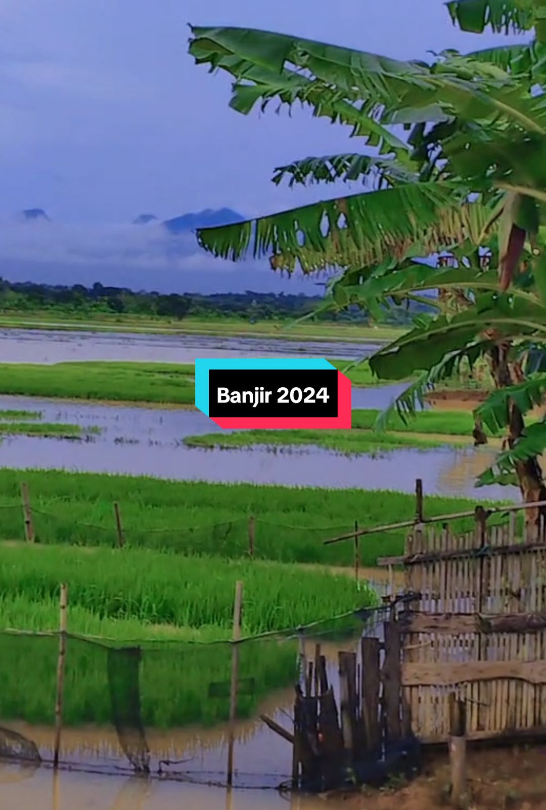 koyok Demak #banjir2024 #fypシ゚ #jepara #banjirbandang #jepara24jam 