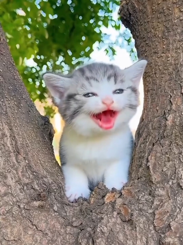 Part 44 | Kitten meowing! #kitten #funny #funnycat #funnypets #funnyvideos #funnyanimals #fyp #cutecat #catlover #catsoftiktok #cat 