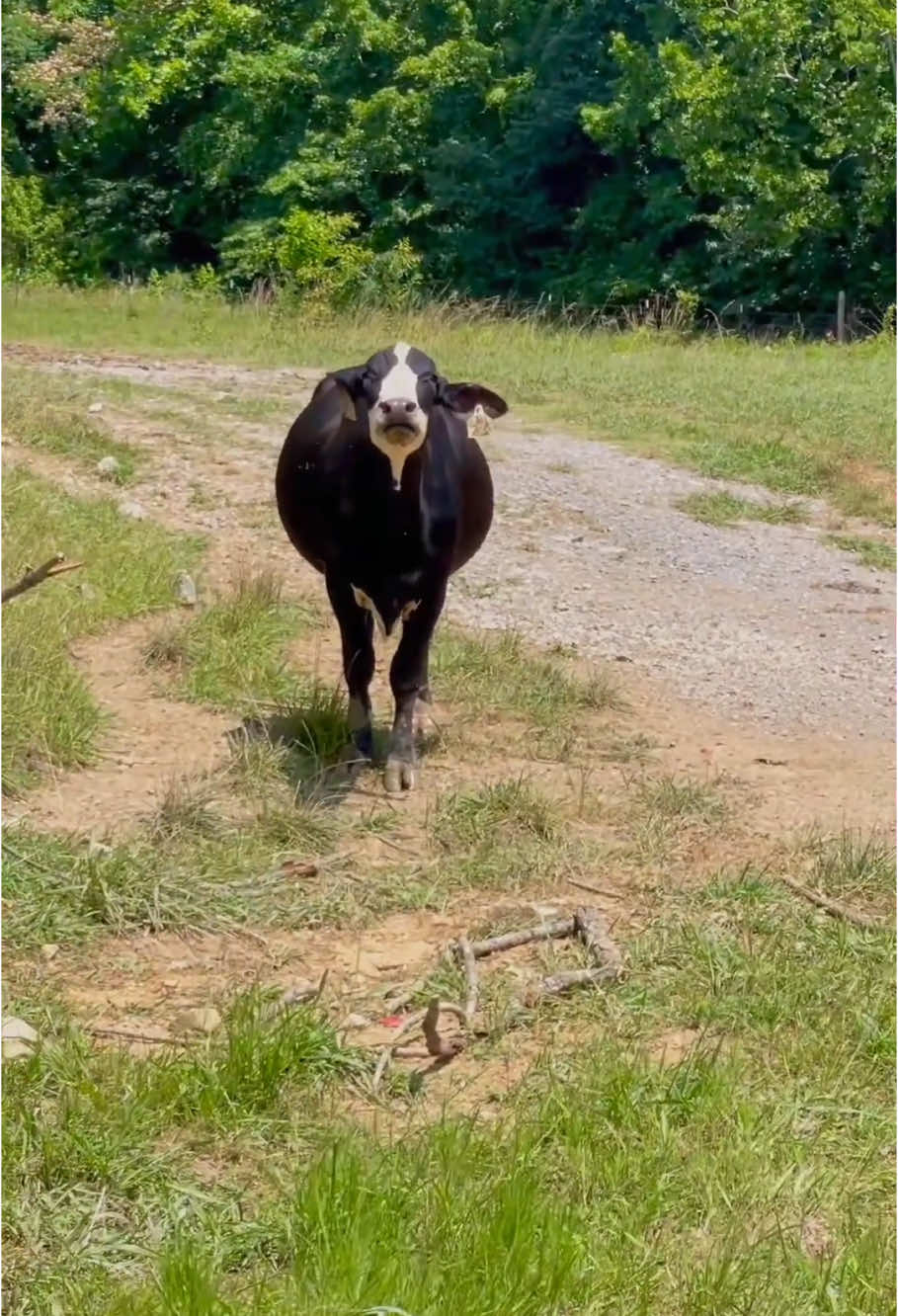 Funny cows 🐄🤣#cow #cowoftiktok #cats #funny #for #foryou #fyp #foryoupage #funnyvideo #cute #pet #cutecat #animal #animalsoftiktok #usa🇺🇸 #catlover #tiktokcats #pets #kitten #funnyanimals 