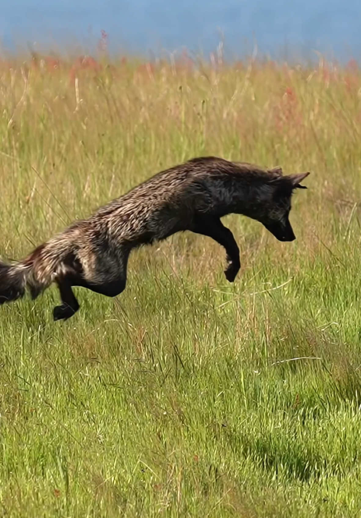 Ready to jump into the weekend like this Fox? It’s Friday! Enjoy your weekend everyone!