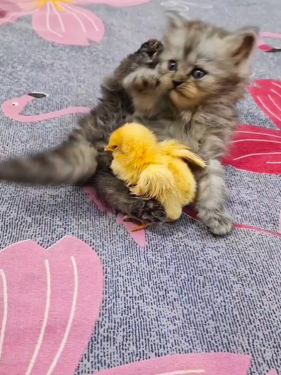 funny kitten wtih chicks #funny_and_chicks_very_funny #kitten_chicks_very_funny #funny_kitten_wtih_chicks #kittensoftiktok #funnyvideo #Funny_animals #kitten  #funny_kittenos #animals_funny   #funny_kitten #cat_funny_video #Colour_chicks_funny_video  #Funny_chicks #chicks #sound_chicks_funny #funny_chicks_video  #chicks_very_funny #baby_chicken_funny #funny_animals_video  #قطة_مضحكة #قطة_ترند  #مضحك_القطه_مع_كتكوت