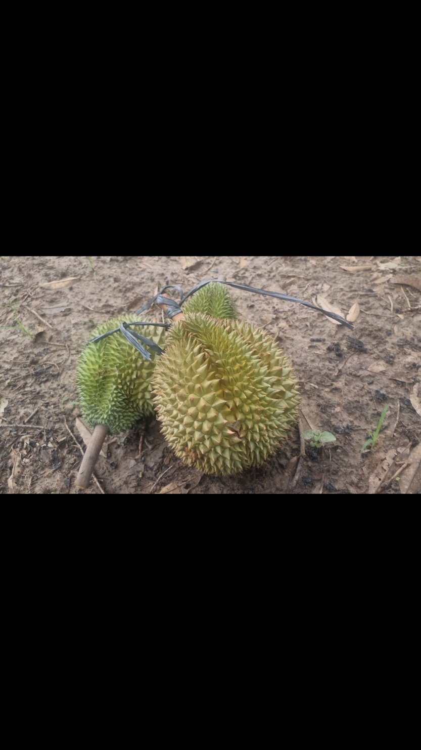 6 desember st bangka dan cumasi mulai jatuh#durian st bangka#durian cumasi #durian bangka#kingofdurian#