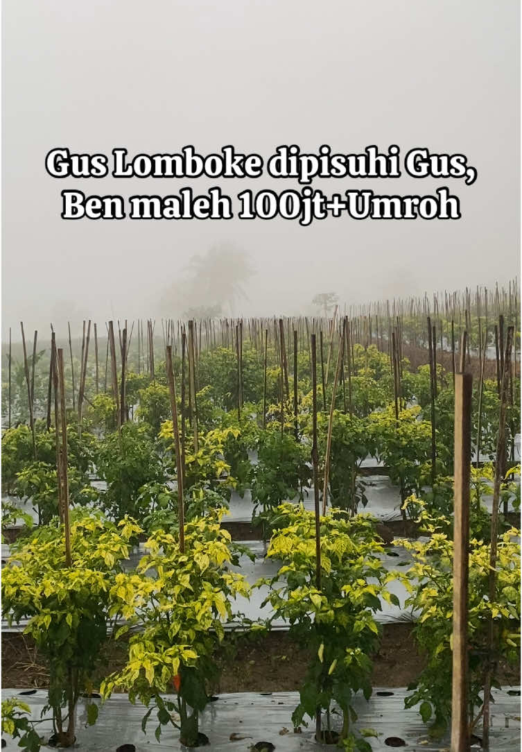 Gus Lomboke dipisuhi ben maleh 100jt plus Umroh #CapCut #petaniindonesia🇮🇩🇮🇩🇮🇩🌿🌿 #petanicabai🌶️🌶️🌶️ #petanimuda #petanimilenial #temanggung24jam #petanicabai #tanicabe 