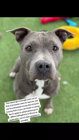 name Google.  #A628696 . 2A09. kenneled with 2 other pup's.  No momma left behind.  easy to leash.  wasn't reactive walking past kennels.  knows how to walk well on a leash.  seems potty trained.  low energy level.  great apartment pup candidate.  she's a very sweet and cuddley girl.  isn't rambunctious or jumpy.  loves receiving affecton from her human.  gives couch potato vibes.  has a mellow and loving personality.  seems like a low maintenance type of girl.  knows sit.  very patient when waiting for a treat.  she's a good listener.  she's treat motivated.  would recommend tossing her treats until she learns to take them nicer.  wouldn't require much daily exercise or enrichment.  IF YOU WOULD LIKE MORE INFORMATION OR WOULD LIKE TO APPLY TO ADOPT OR FOSTER PLEASE GO TO @Rescue Dog Army TO FILL OUT AN APPLICATION IN BIO.  OUT OF STATE ADOPTION IS POSSIBLE.  GOOGLE IS LOCATED AT HARRIS COUNTY PET'S IN HOUSTON TX.  #adopt #foster #rescue 