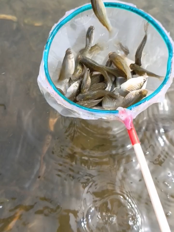 menangkap ikan pakai saringan kecil#menangkapikan 