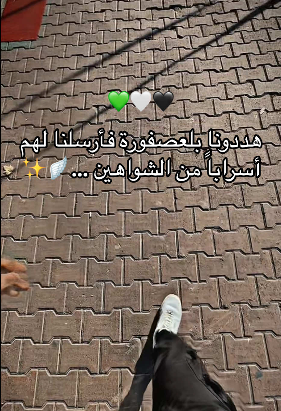 ضبو عصفورتكم 😏💚انستا بلبايو #اخبار_حماه #حماه_الان #حمص #دخول_حمص #حمص_الأن #إدلب 