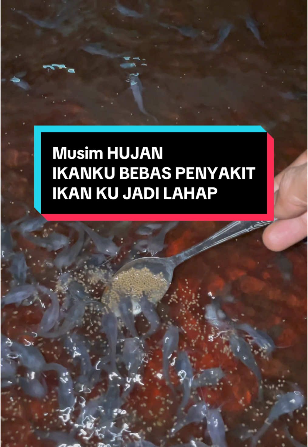 Musim hujan ikan jadi gampang kena penyakit, pakai ini aja penyakit ikan semuanya tuntas @BlueCore Aquatic  #aquacurepro #budidayaikan #antibiotikalamiikan #ikanlahap #