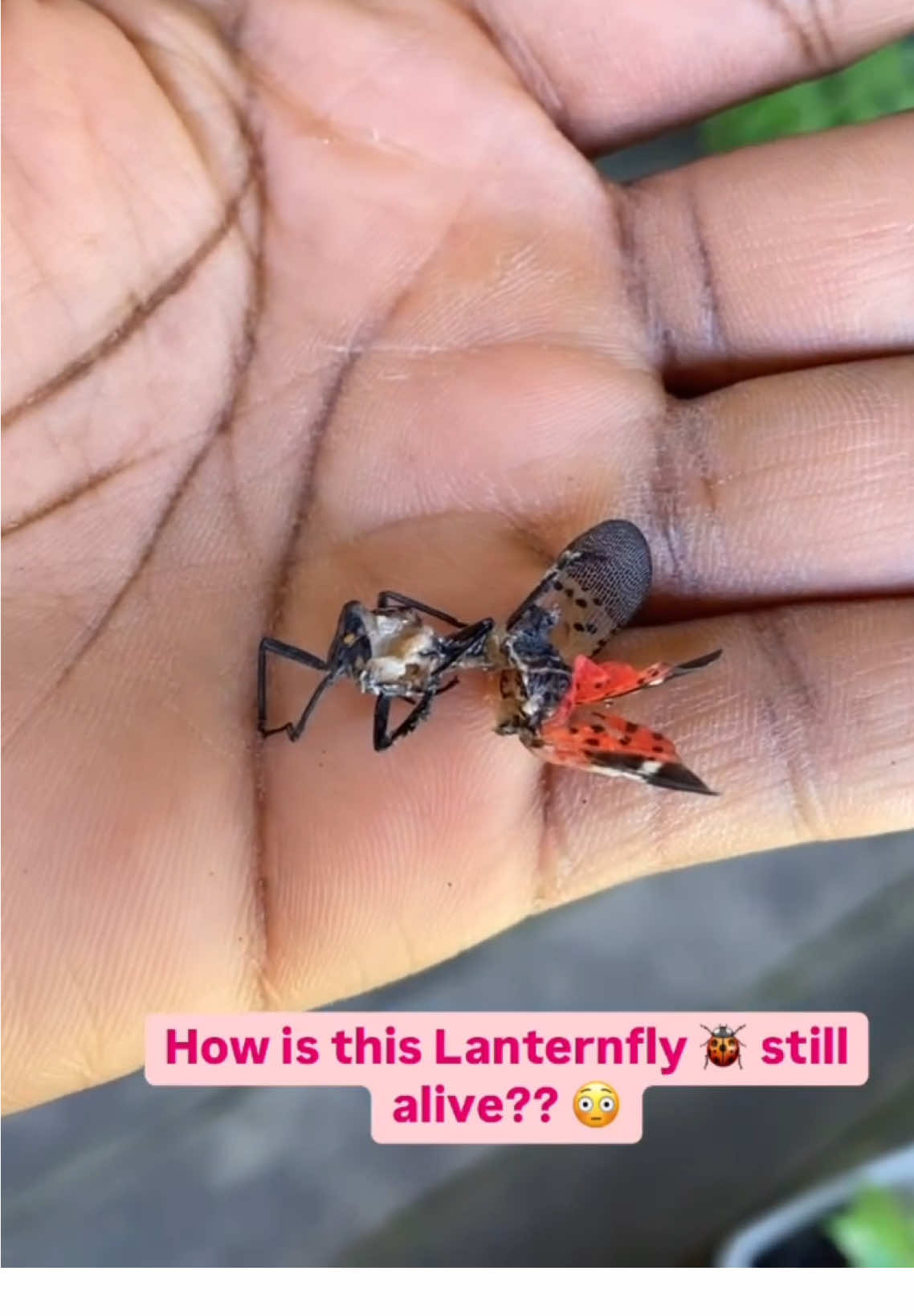 How was that even possible?! Just wow! 😳 😱 #lanternfly #squish