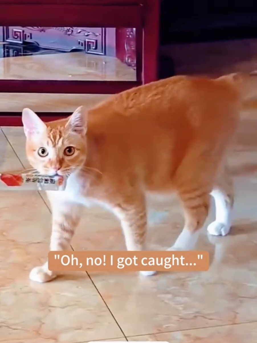 Caught in the act.#cats #cutecats #foryou #funnytiktok #funnyvideos #usa #funnyanimals #fypシ #funnycat #catlover #funnypets #viral #funny #cute 