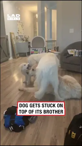 The way both dogs just accepted it 🤣 (🎥: CONTENTbible)
