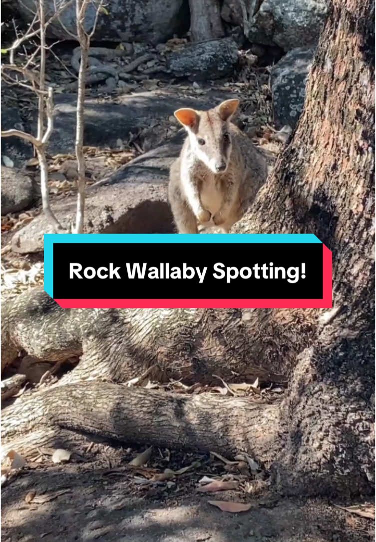 Rock wallabies in daylight? Almost unheard of… but Magnetic Island delivered. 🦘☀️ Who else has spotted something rate in the wild?  #magneticisland #rockwallaby #australianwildlife #naturespotting #rarefind #wildlifeadventures #exploreaustralia #traveltok #queensland #animalencounters 