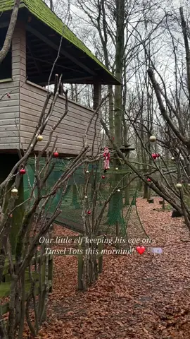 Our elf keeping his eye on Tinsel Tots this morning! ❤️ Remember Tinsel Tots has began, this is running every day we are open until Christmas! Tickets are £5 per person, we have a little helper and children will receive a gift when leaving! ✨ The Grumpy Grotto is starting weekend of the 7th and runs on all weekend up and until Christmas! Tickets £12 per person, find out more info on our website! 🎄