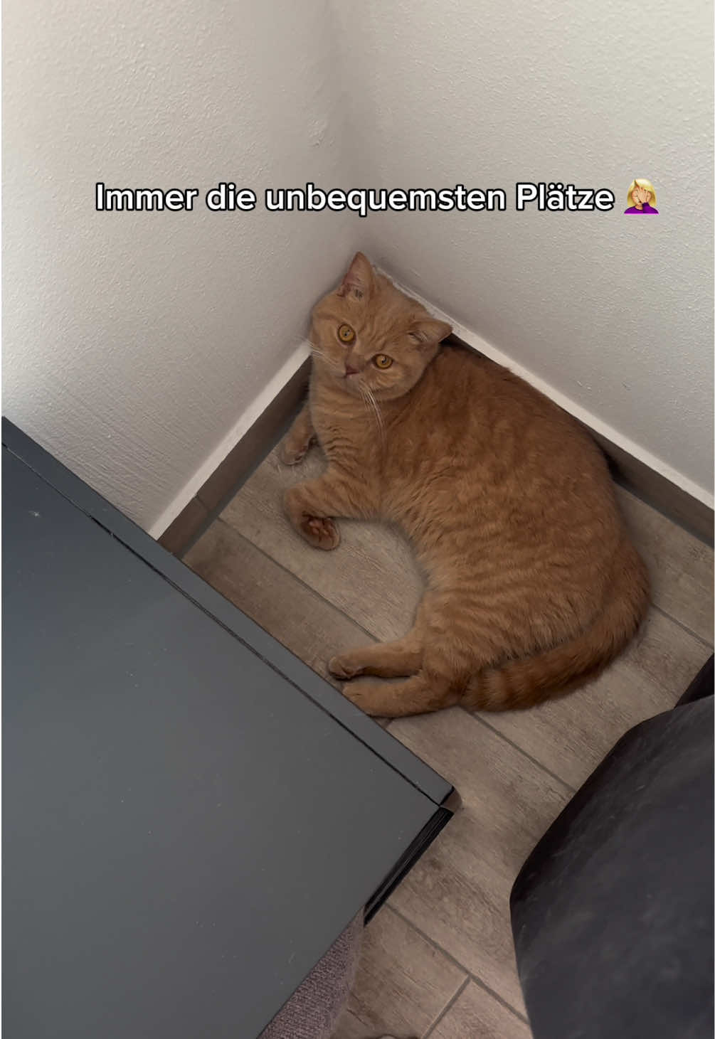 Na was dennkt ihr wie lang ich gesucht habe? :D #katzesuchen #schlafplatz #toffeeundgeorgie #bkh #cattok #fyp #fürdich #typischkatze #foryou #fpy #viral #lustig #schlafplatz 