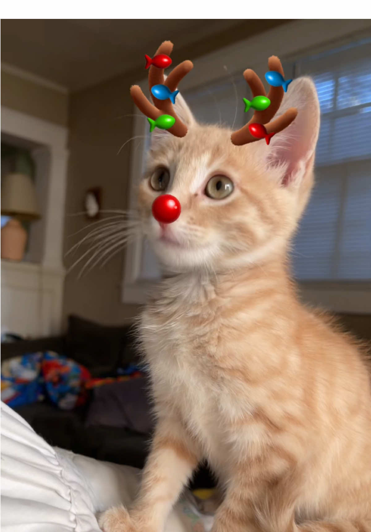 Our little reindeer 🦌 ##catsoftiktok##tabbycat##catlover##kittens##yuzu##animalrescue##blackfriday##cat##kitten##cutekitten##cattok##cuteanimals##kitty##christmas