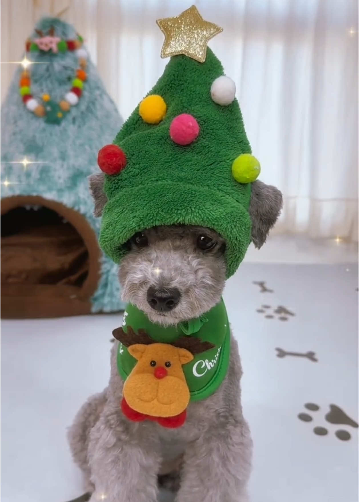 Lên đồ đi chơi Giáng Sinh thôi Sen ơi 🎄 #merrychristmas #giangsinh2024 #noel #cunyeu #fyp #dog #cute #pet #thucung #poodle #bunquystoc 