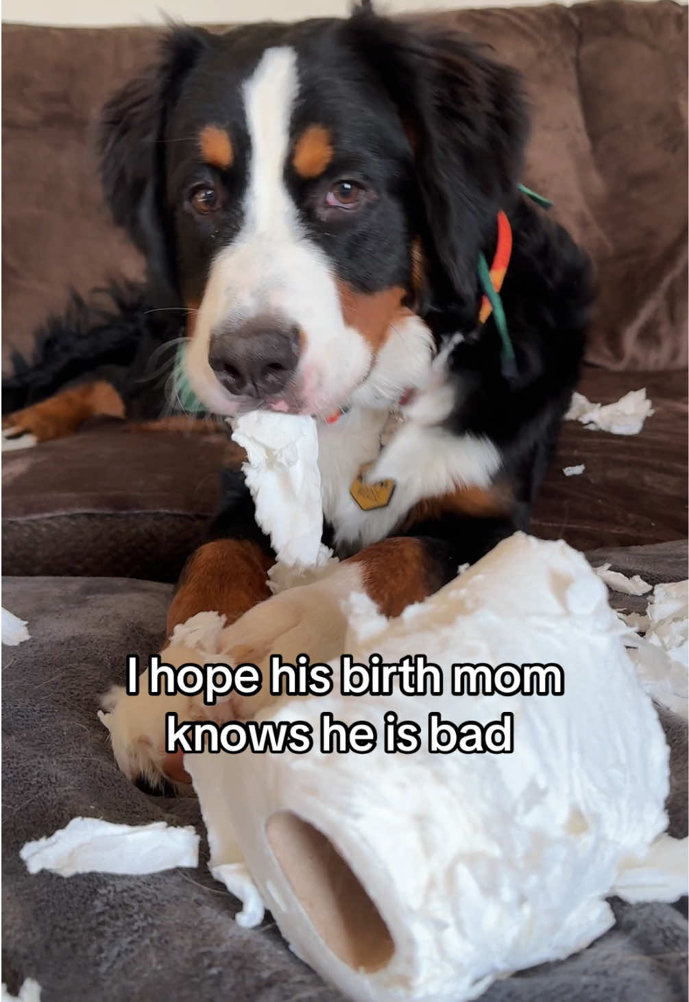 raising a young dog is not for the weak #fyp  #puppy #puppylove #puppytiktok #bernesemountaindog #berner  #bernesemountaindogpuppy #pup #puppiesoftiktok #puppydog #puppies #puppylife #doggo #dogmom #dog #dogsoftiktok #dogsofttiktok 