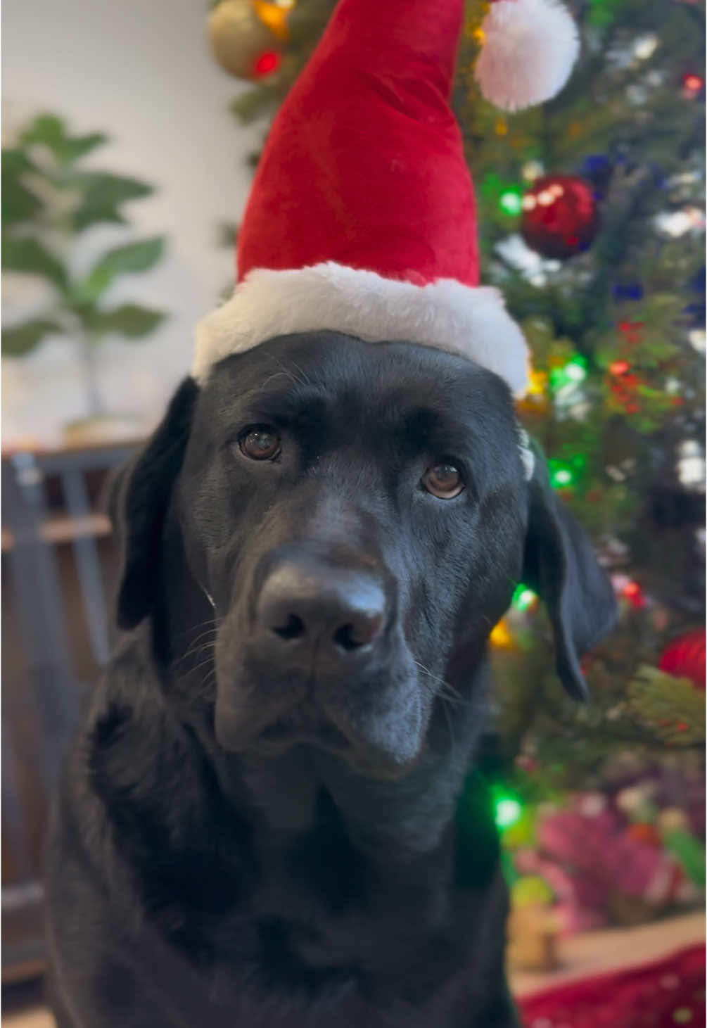 Sometimes nice, mostly naughty 🎅🏼 sorry santa #Puppy #labradorretriever #BlackLabLove #LabradorLife #PuppyPlaytime #LabradorLovers #BlackLabrador #PuppyJoy #LabradorPuppy #PuppyCuteness #LabradorNation #PuppyHugs #LabradorAdventure #PuppyPaws #LabradorFam #PuppyTailWag #BlackFurBuddies #labpuppy #laboftheday #labs_of_insta #naughtyornicelist #naughty #dogsoftiktok