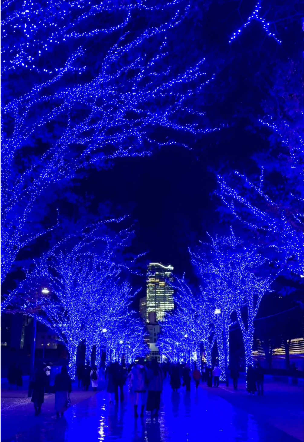 Shibuya Blue Cave Illumination 2024 started today! Approx 770,000 blue LED lights illuminate the area around Shibuya Koen Dori Street✨ 📍 Shibuya, Tokyo🇯🇵 🗓️ Dec. 6 - 25, 2024 🕔 17:00-22:00 #shibuya #illumination #xmas #exploretokyo #japantrip #japanlover #青の洞窟