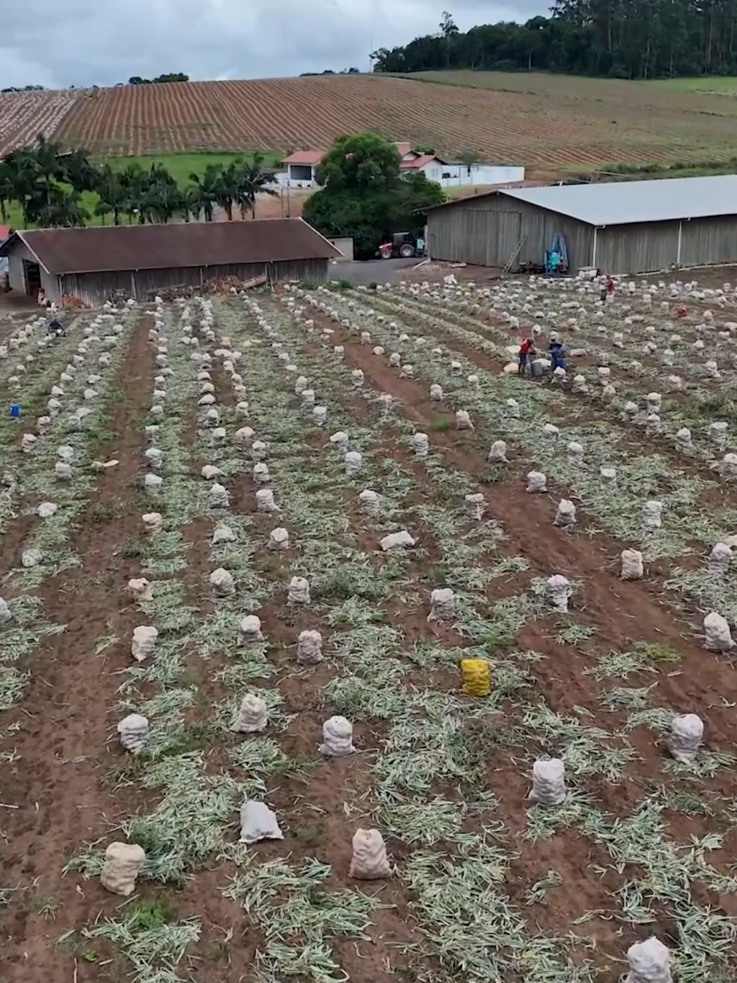 4.500 HECTARES CULTIVADOS EM ITUPORANGA Produção de cebola promete safra acima da média no município #agriculturaaltovale #cebola Faça parte do nosso grupo no whatsapp! acesse.one/jrnoticias