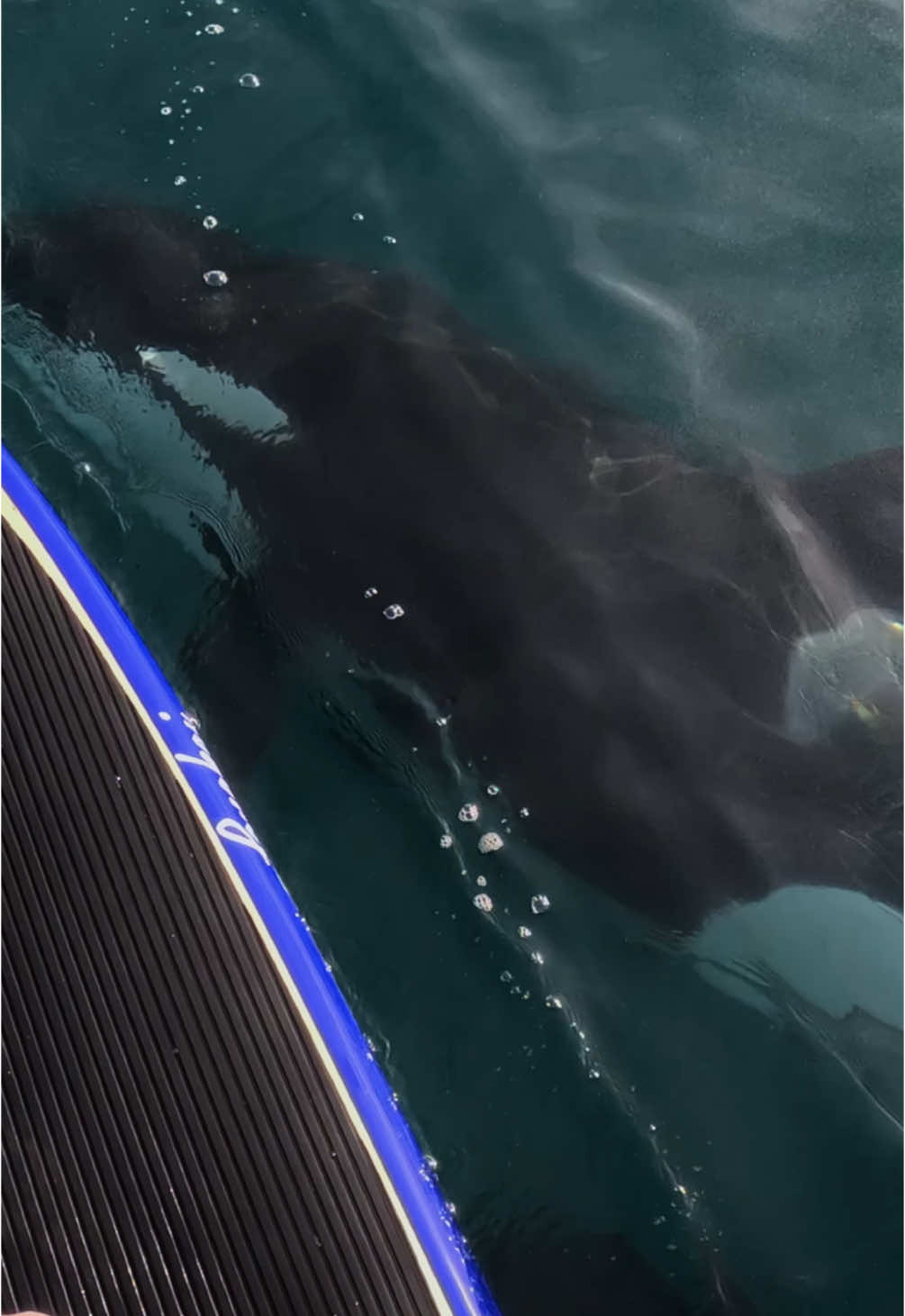 Top 5 videos of 2024: 5️⃣ Justin Serville giving us reason #174 to always have your GoPro on you. #gopro #gopropov #pov #wildlifeencounters #orcawhale #whale #paddleboard 