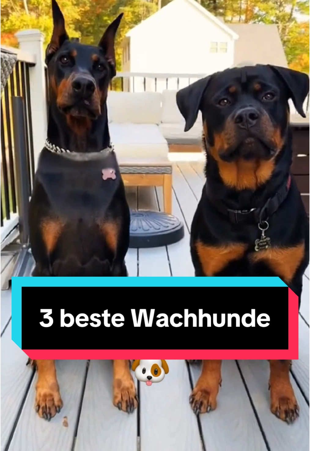 Suchst du einen treuen Beschützer für dein Zuhause? Einige Hunde sind wie geschaffen dafür, die perfekte Balance zwischen Loyalität, Wachsamkeit und Stärke zu bieten. Diese Rassen sind bekannt für ihren Mut, ihre Intelligenz und ihre Fähigkeit, ihre Familie zu schützen. Egal ob Tag oder Nacht – sie sind immer bereit, ein wachsames Auge auf alles zu werfen und Alarm zu schlagen, wenn es nötig ist. 🐕💪 #wachhund #hunderasse #hund #hundeliebe #HundeFreunde 