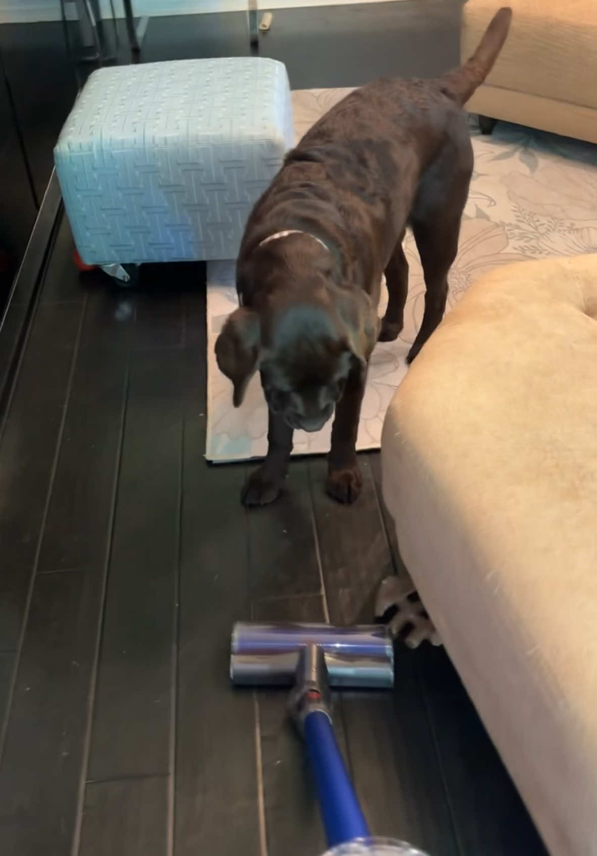 Flash is not so sure ab the #dyson 🤔 #thechocolateguys #dogvacuum #labradorretriever #englishlabrador #chocolatelabs 