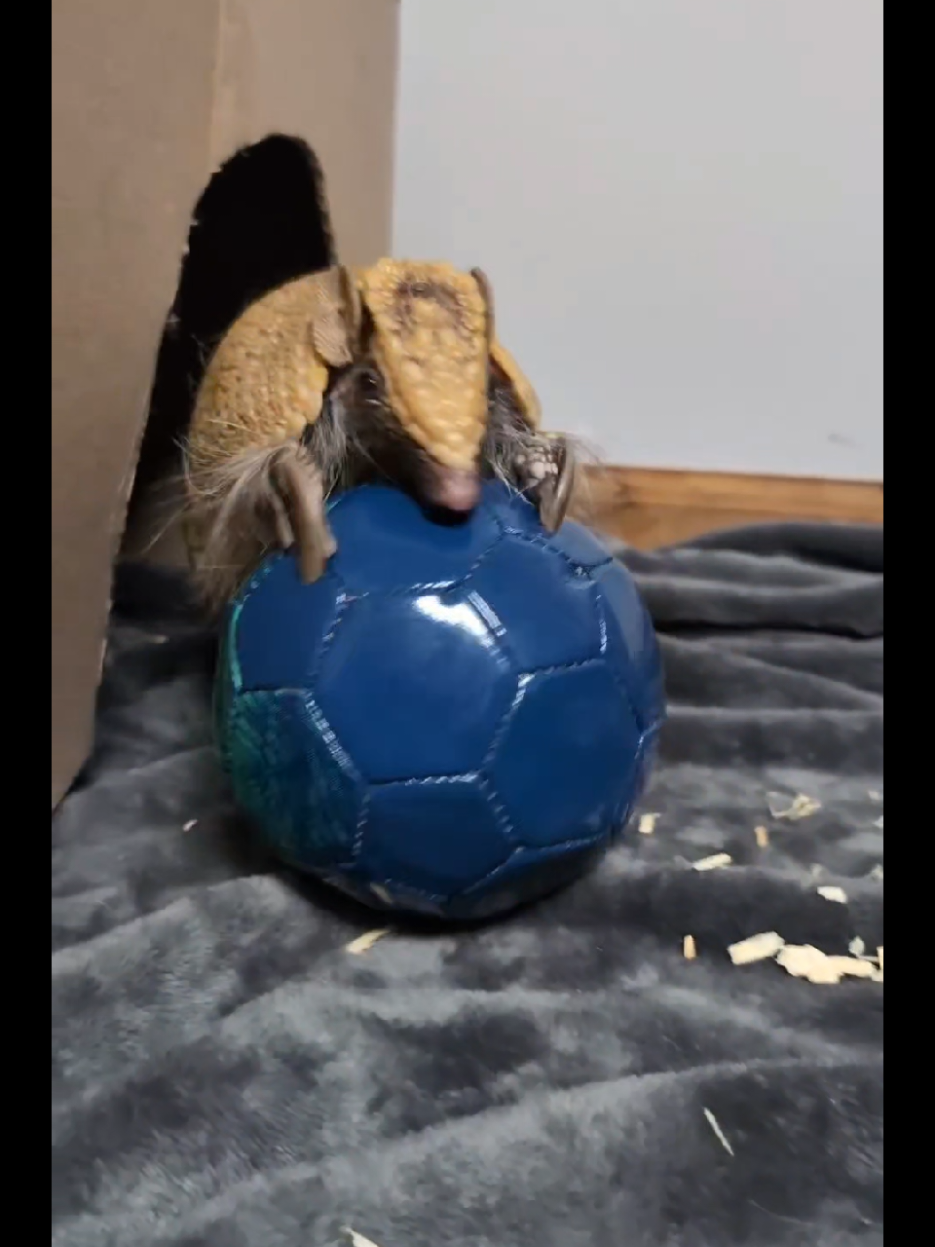 Live Highlights #croissant🥐 #armadillo #LIVEHighlights #LIVE #TikTokLIVE #Soccer #futbol #animals #threebandedarmadillo 