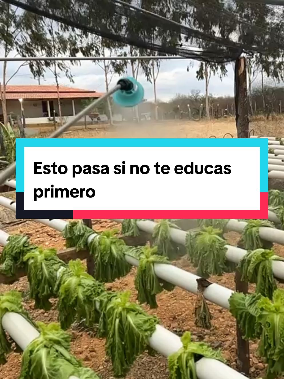 Por qué sucede esto a los cultivos en sistema hidropónico. #agriculture #hortalizas #hidroponia #hidroponik #sistemahidroponico #hortalizas #españa🇪🇸 #usa🇺🇸 