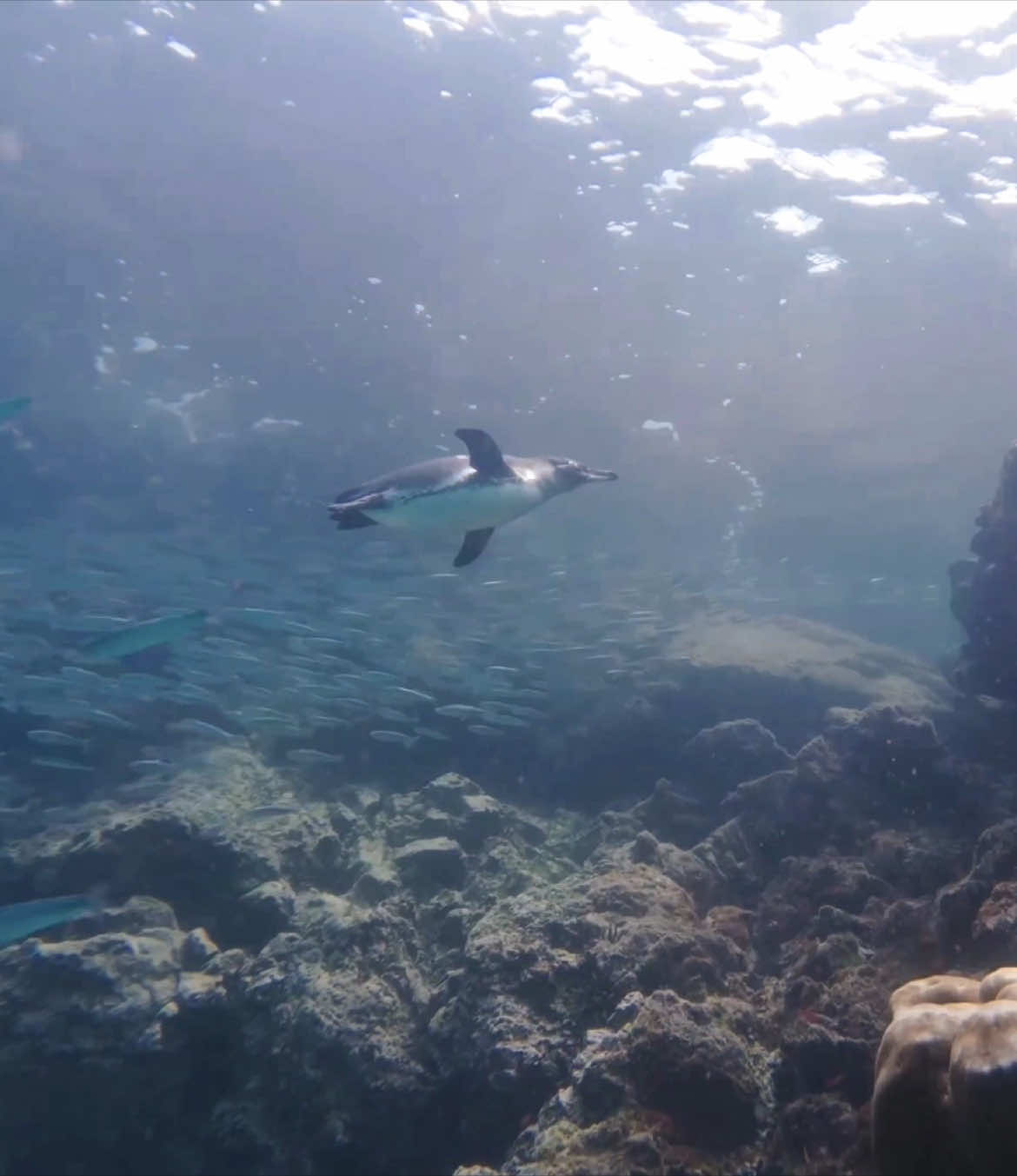 Swimming with penguins definitely needs to be on your bucketlist for 2025! This was by far one of the best experiences of my life! The video doesn’t do it justice… this is something you need to experience for yourself!! 🐧  #penguin #penguins #bucketlisttravel #bucketlist #2025bucketlist #2025goals #newyeargoals #swimwithpenguins #moana #moana2 #islandlife #moana🌺🌺🌸🌸🏝🏝💦💦 #islandgirl #freediving #ocean #fyp #fypシ #fy #viral 