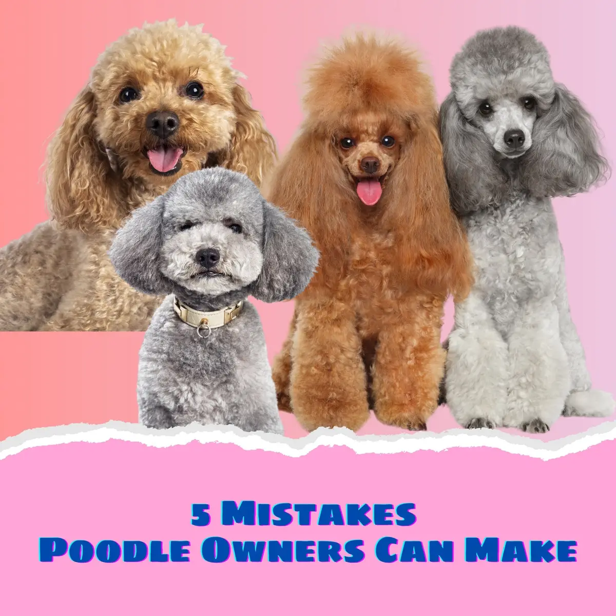 ‼️ 5 Mistakes Poodle Owners Can Make 🐶 #dog #doglover #tips #poodle #dogcare #fyp #fypツ 