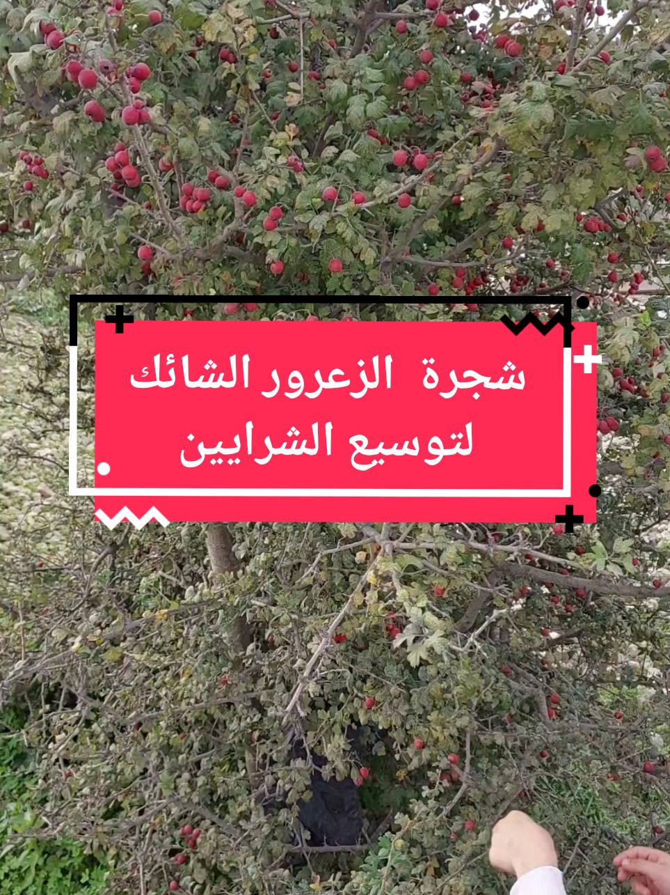 الرد على @salimnasim18  شجرة الزعرور الشائك ( لوبيبين ) aubépine لتصلب الشرايين  وارتفاع ضغط الدم وتوسيع الشرايين  #أعشاب #أعشاب_طبيعية #علاج #إنسداد_الشرايين #القلب #الكلسترول #الذاكرة #الدورة_الدمويه #الزعرور #الزعرور_الشائك #عشبة_القلب #الضغط_المرتفع  #france #ispanya #الجزائر #دار_الشفاءين @دار الشفاءين  عنابة @👑 🌿 سَيًدة الاعشاب🌿👑 @دار الشفاءين عنابة 23 @دار الشفاءين عنابة 23 @دار الشفاءين عنابة 23 