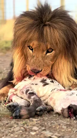 Our 16 year old male lion Brutis enjoying a fresh meal. He was moved to a save enclosure 2 year ago along with his brother after the younger males in the pride kicked them out and tried to kille them Explore the heart of Felidae! From volunteering opportunities to educational tours and thrilling adventures amidst free-roaming lions, there's something for everyone. Visit our site for more info:    https://linktr.ee/felidae. #Felidae #Wildlife #VolunteerLife #Adventure #SouthAfrica #Travel🦁 #lion 