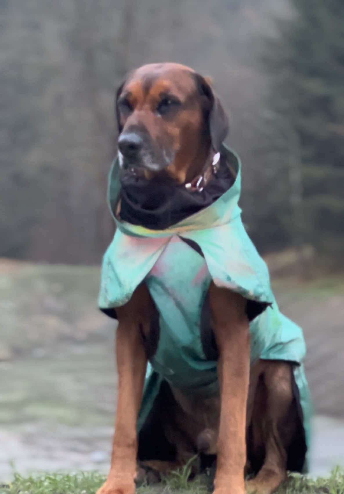 Wenn man Hunde hat, muss man auch bei Regenwetter raus. Nur der Goden Retriever braucht keinen Mantel.😂👍#ridgeback #mehrhundehaltung #terriermix #goldenretriever #regen 