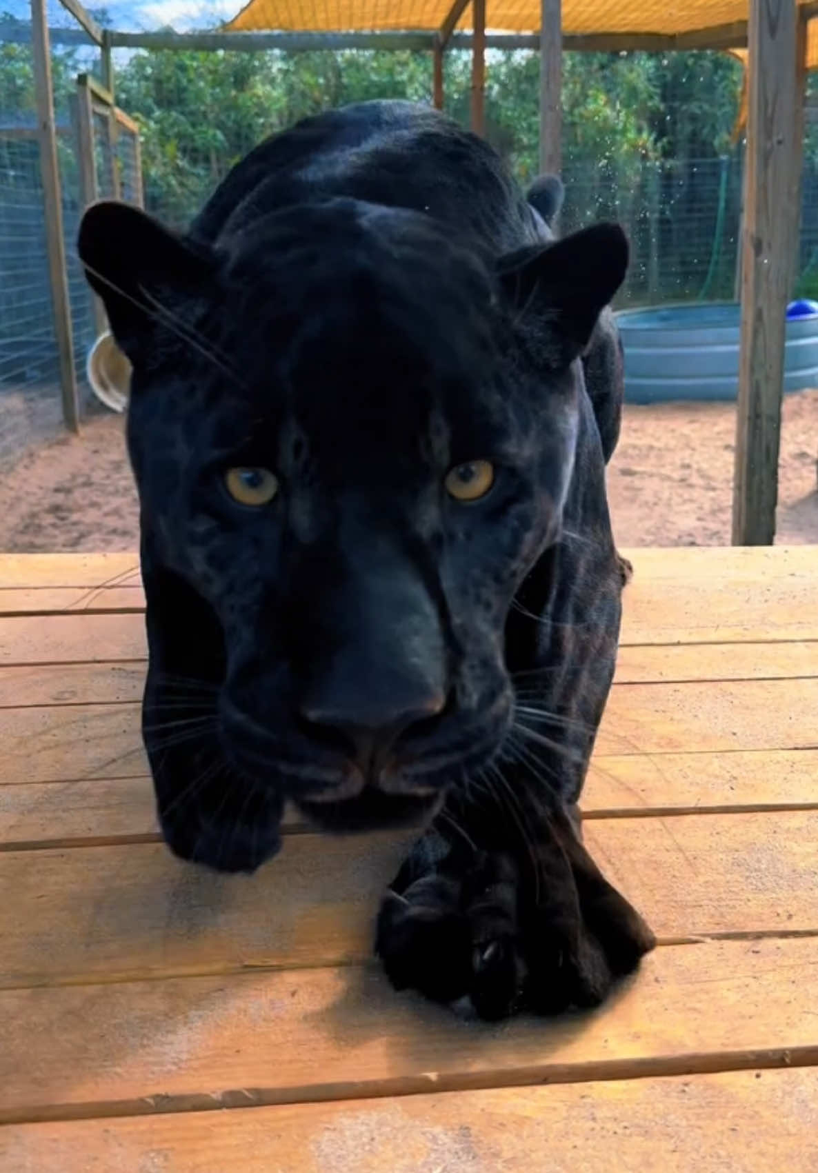 Whipped cream treat! #NOTpets #jaguar #jag #blackjaguar #blackpanther #bear #bears #hyena #tiger #tigers #bigcat #bigcats #cat #cats #animals #animal #yum #goodeats #fl #florida #fyp 