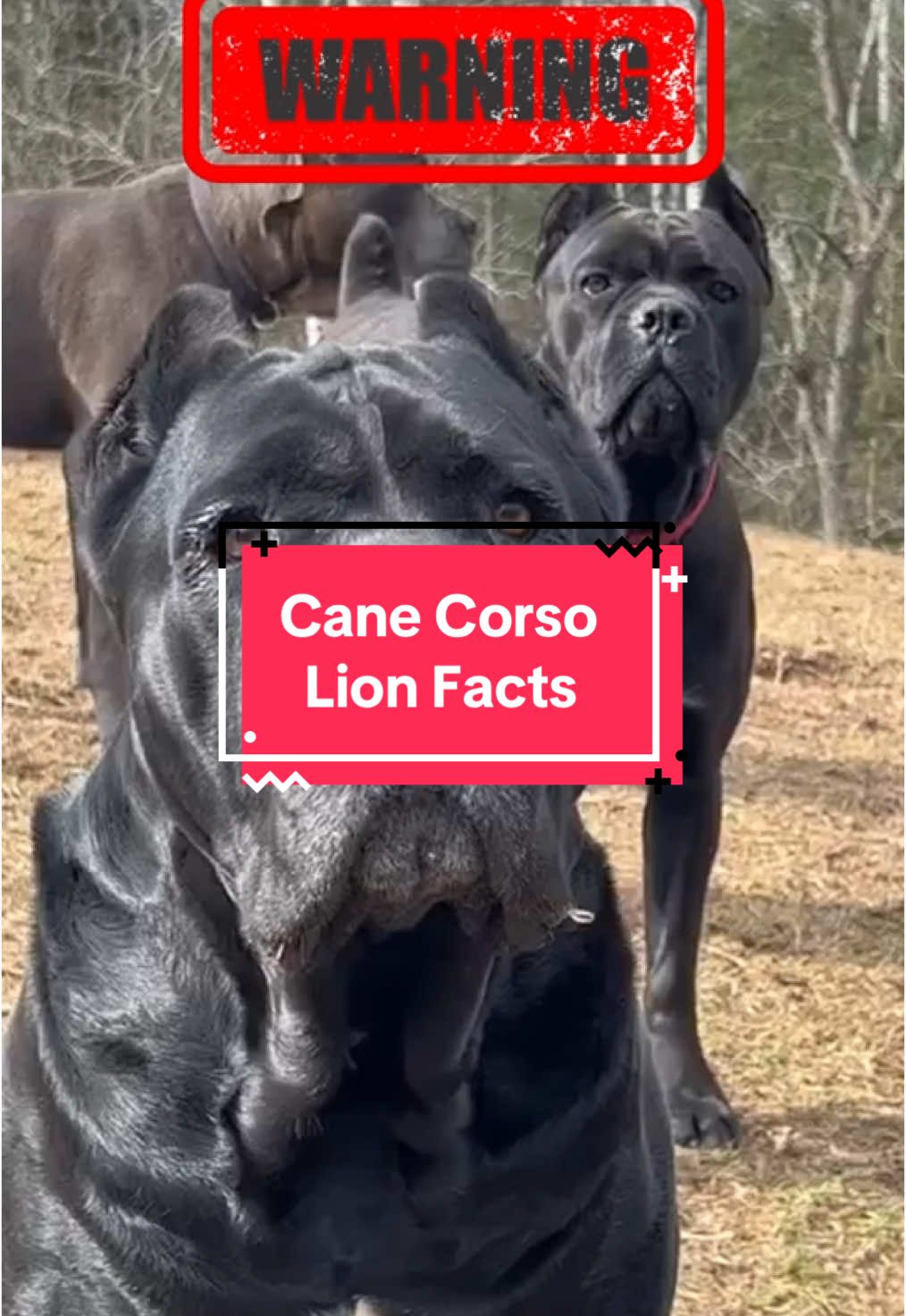 I bet you didn’t all three of these Cane Corso facts. Amazing family guard dogs. #dogs #canecorso #corso #canecorsoitaliano #canecorsopuppy #canecorsolovers #mastiff #italianmastiff #guarddog #watchdog #protectiondog #bigdog #dogsoftiktok #dog #dogtok #dogvideo #doggo #doglover #dogmom #dogdad #doglife #k9 