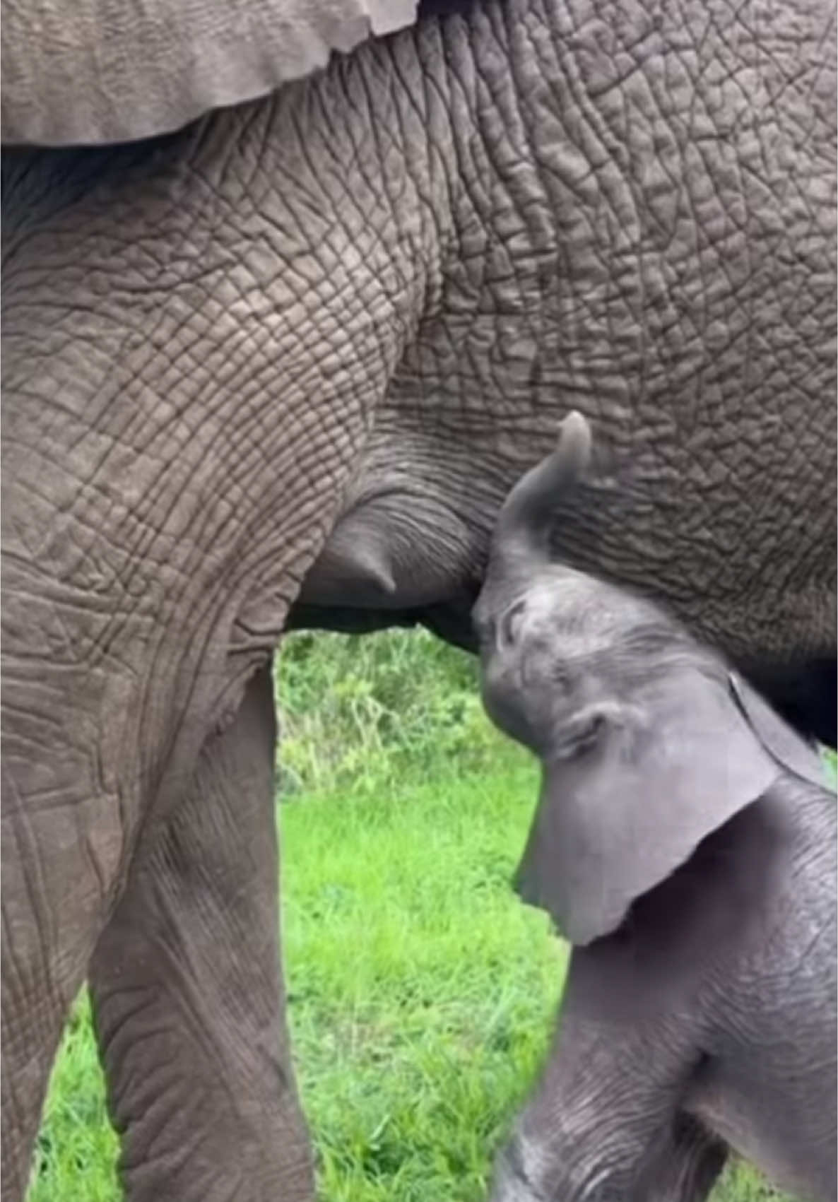 Wonderful elephant cub Credit @Sheldrick Wildlife Trust