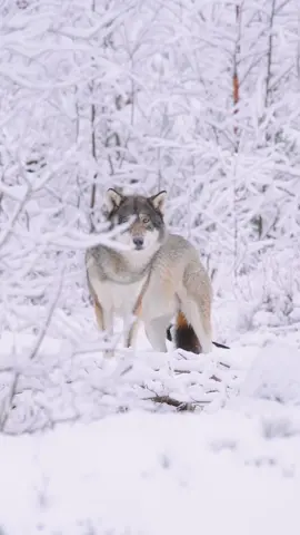 Winter wonderland is back 🌨️⛄️ #greywolf #wolf #bjørneparken #norway #norge #fx3 #sonynordic #winterwonderland #winter #snow #animals #animal #animalvideos #animalphotography #nature #naturelover 