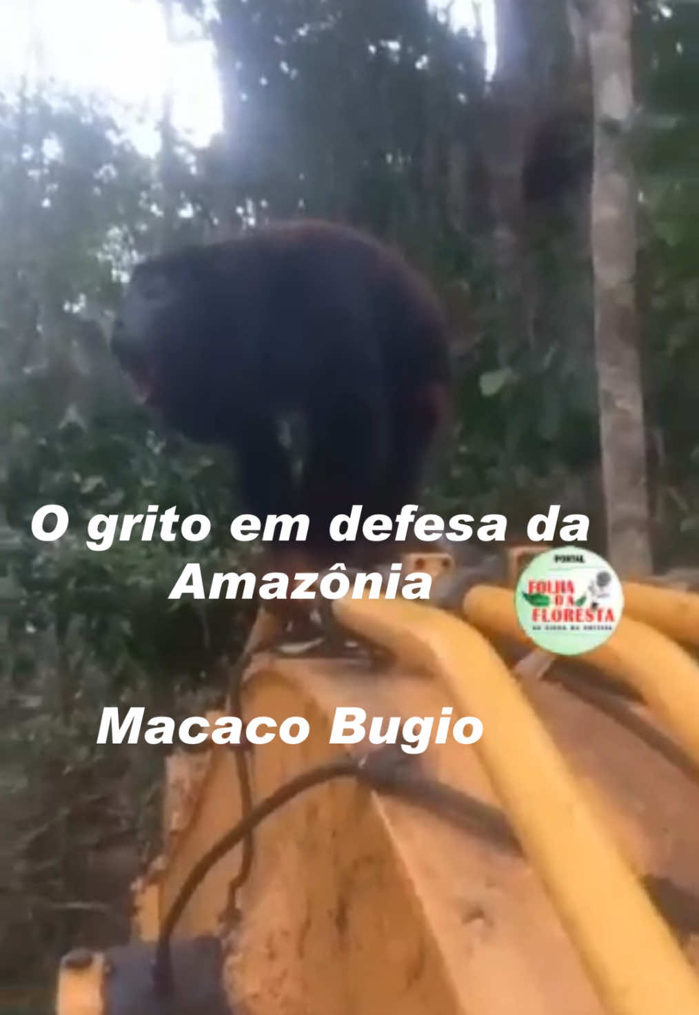 O GRITO EM DEFESA DA PRESERVAÇÃO !!! Nas imagens esse macaco Bugio deixa claro ao homem a sua indignação com a destruição das florestas. O macaco Guariba, também conhecido como BUGIO, é um dos primatas mais barulhentos da natureza e é famoso por emitir um grito forte que pode ser ouvido a quilometros de distância. Esse animal estava passando uma mensagem aos homens que estavam fazendo a manutenção da maquina destruidora.