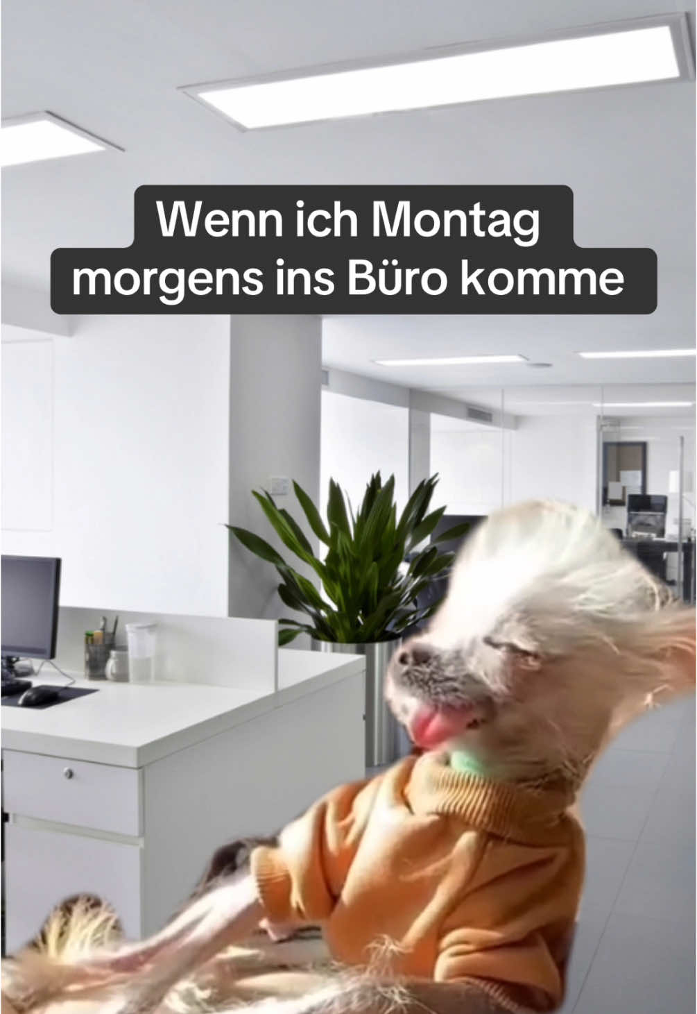 #montag #montagmorgen #früh #arbeiten #arbeit #arbeitsleben #büroalltag #kollegenliebe #kollegen #büroleben #bürocomedy #bürohumor #worklife #workmemes #officelife #workhumor #officehumor #zufrüh #nullbock #keinelust #MemeCut #Meme #MemeCut 