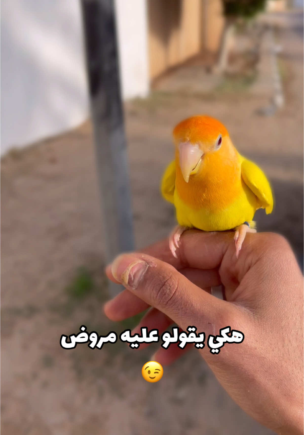 #اذكروا_الله #طيور #طيور_الزينة #طيور_الحب♥️ #روز #مصراته #ليبيا #طرابلس 