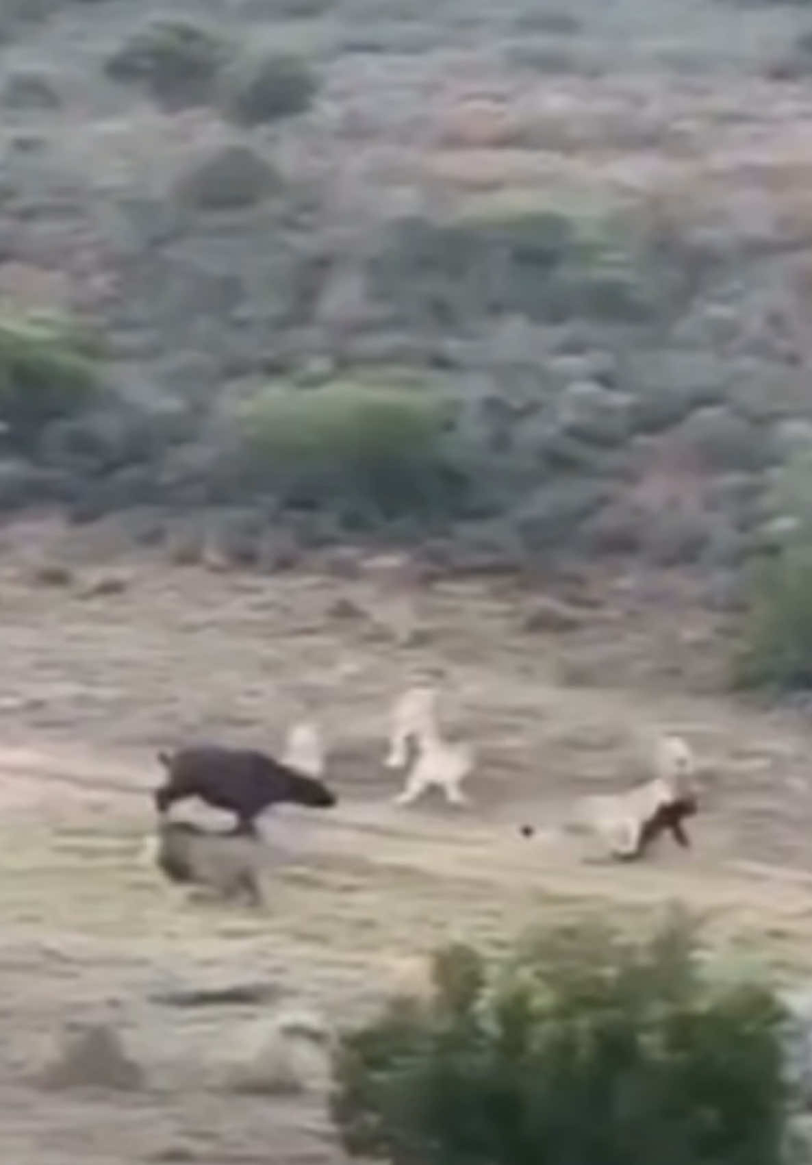 lions there surprise the buffalo 🥲 #wildlife #trending #trendingvideos #kenyantiktok🇰🇪 #tanzaniatiktok #tanzaniatiktok #southaftica #naturebeauty #lioness Credit@Wilda_nimalspower