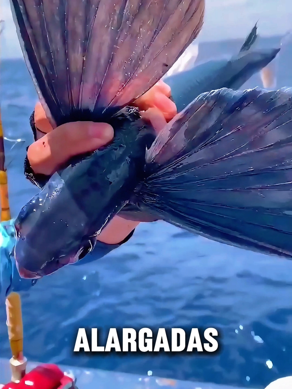 ¿conocias estos peces que pueden volar? #parati #Viral #curiosidades #peces 