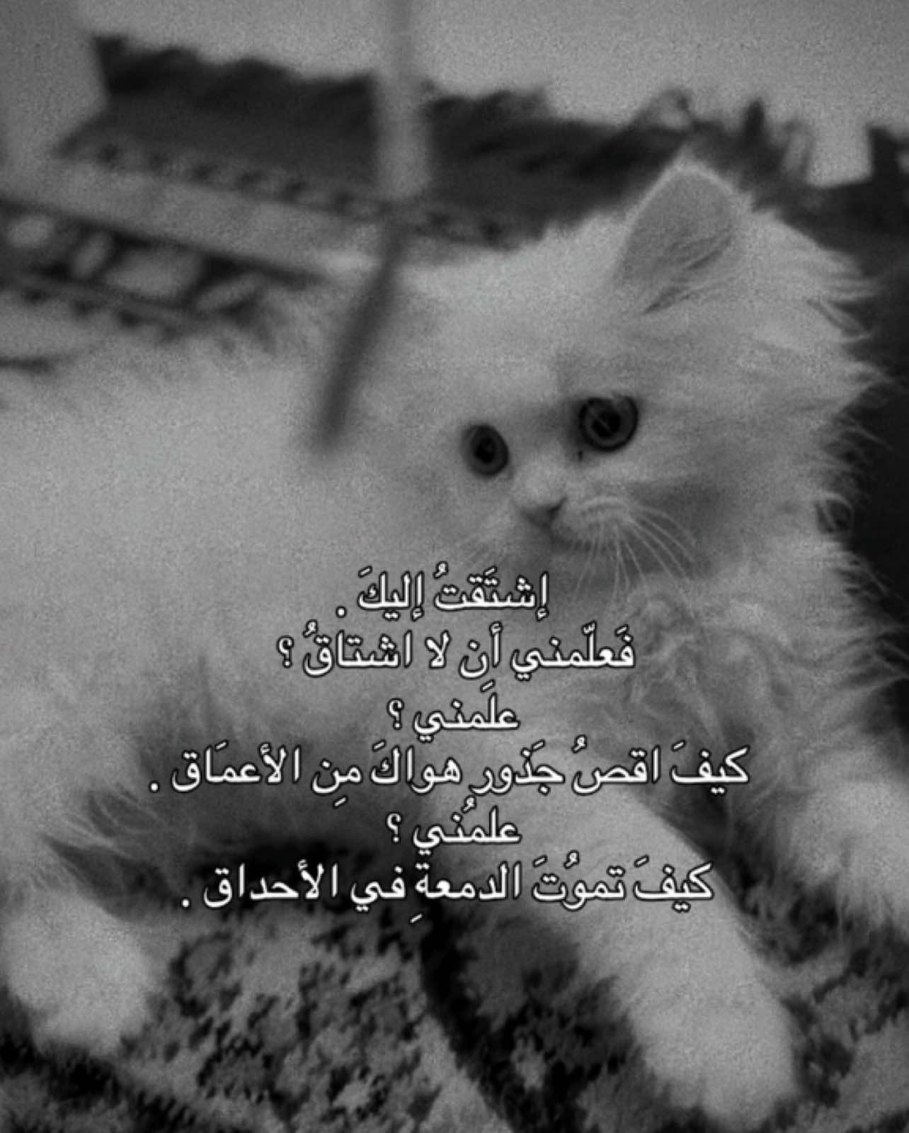 #CapCut  #اكسبلور #explore #ترند #فقدان_القطط #تصويري #كابوس_القطط #مربين_القطط #اكسبلوررررر #catlover #fypp #اشتقت_إليكي💔 #💔 