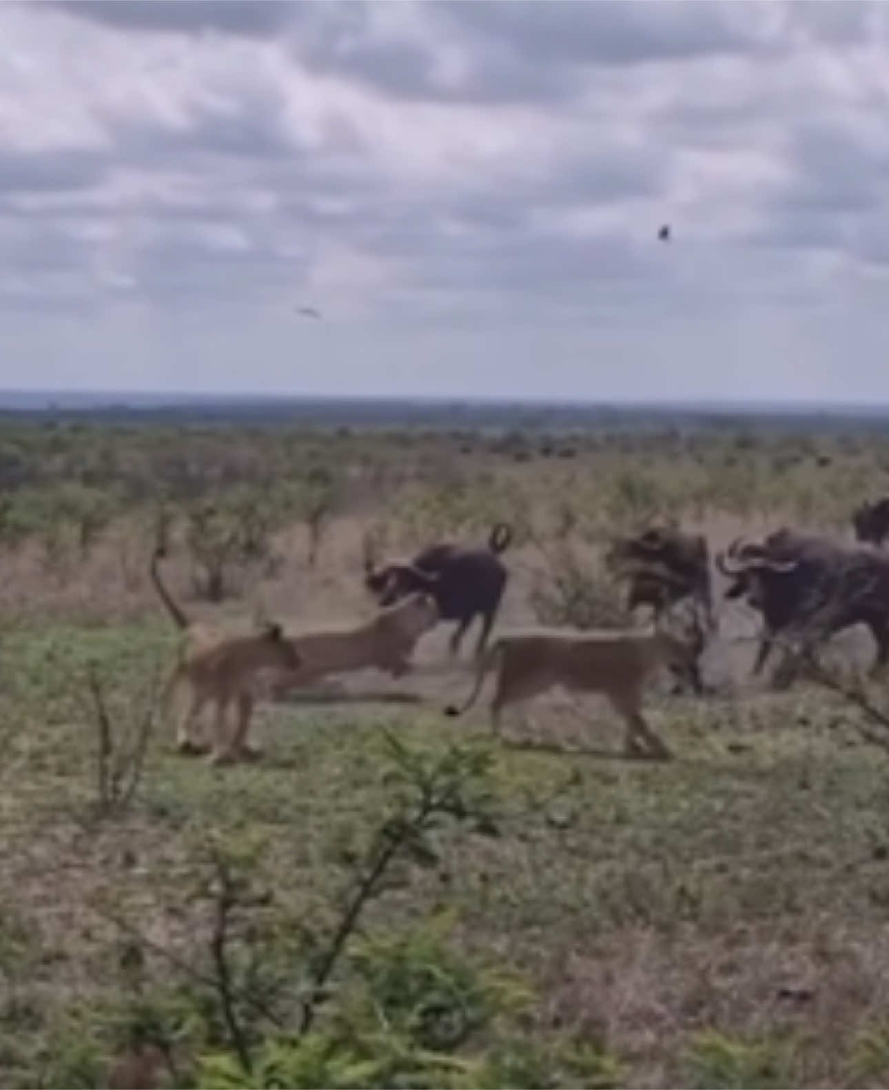 Buffaloes & lions #wildlife  #trendingvideos  #viralvideos  #trendsouthafrica  #reels 