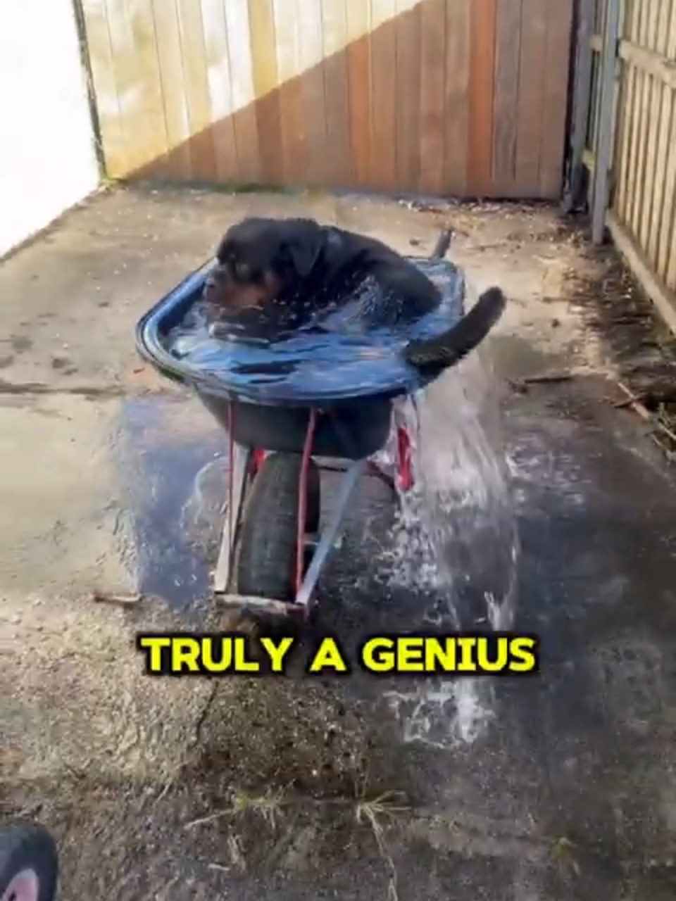 The Best Way To Cool Off A Chihuahua With A Wheelbarrow! (📸: @moosetherottie0)