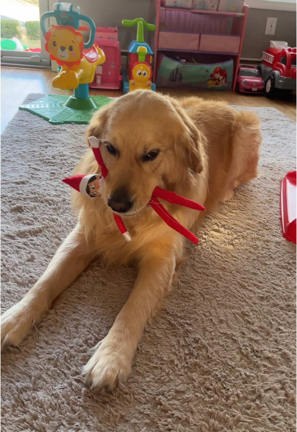 Guilty eyes 👀🐶 #elf #elfontheshelf #elfitup #dogsoftiktok #goldenretriever #funnydog #elfontheshelfadventures #elfontheshelfgonewrong 